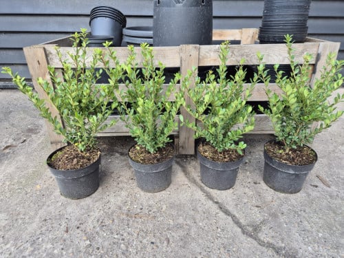 Ilex Crenata Caroline Upright - ideale buxusvervanger