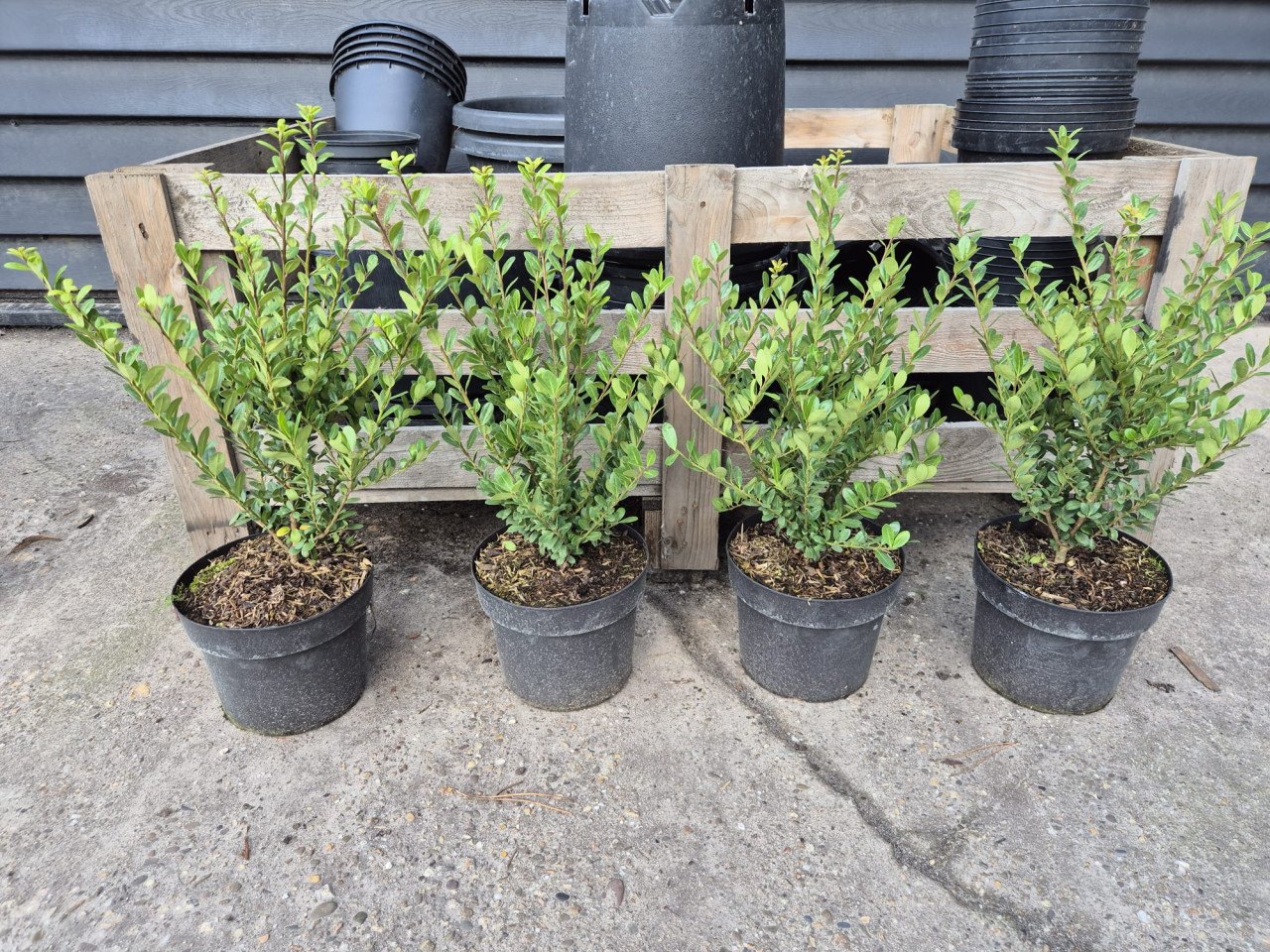 Ilex Crenata Caroline Upright - ideale buxusvervanger