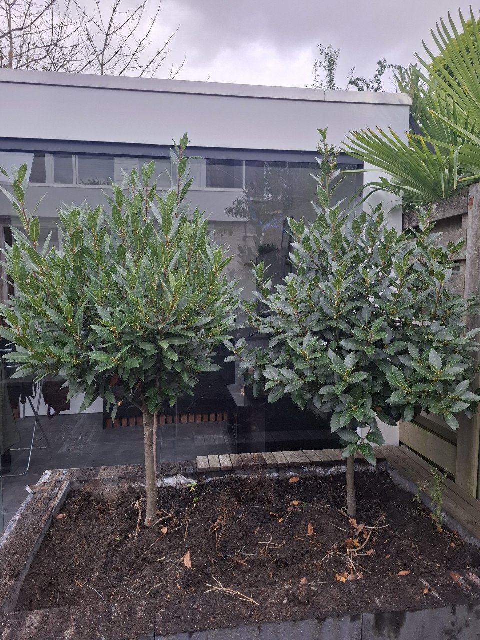 Laurier bomen