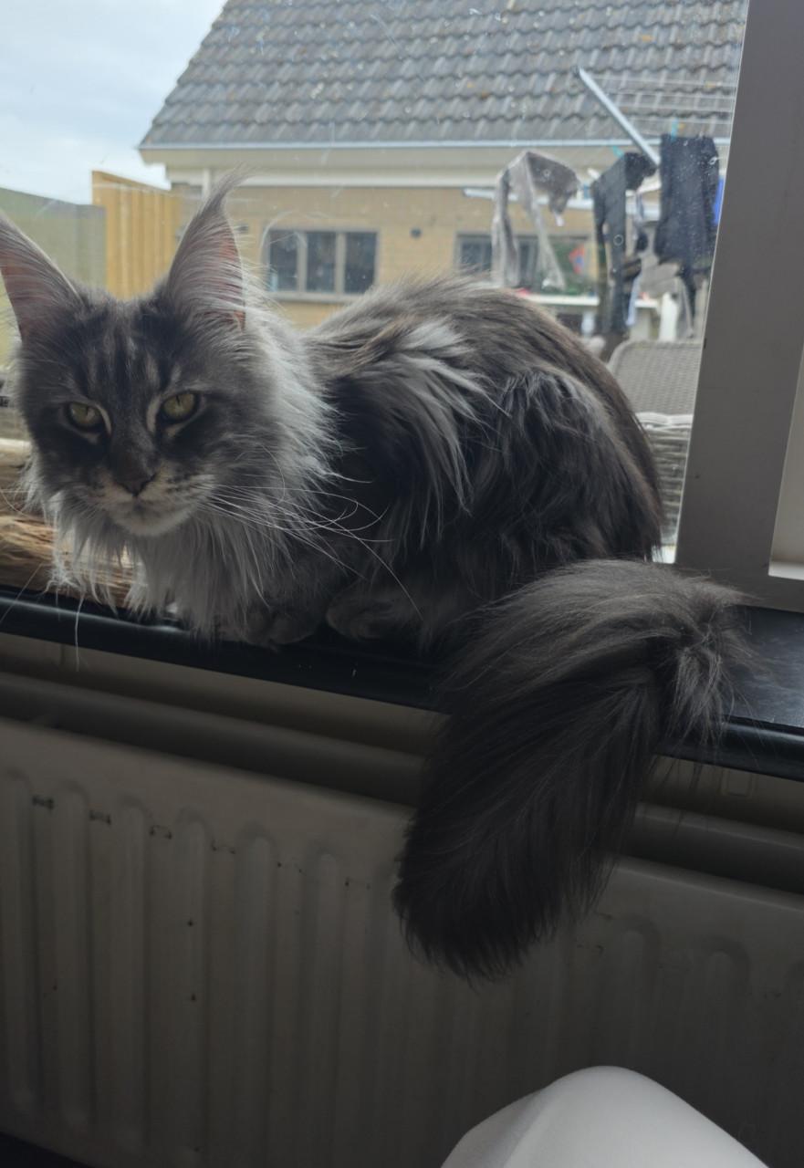 Mainecoon silver tabby and black smoke