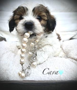 ShihTzu/ Maltezer pups