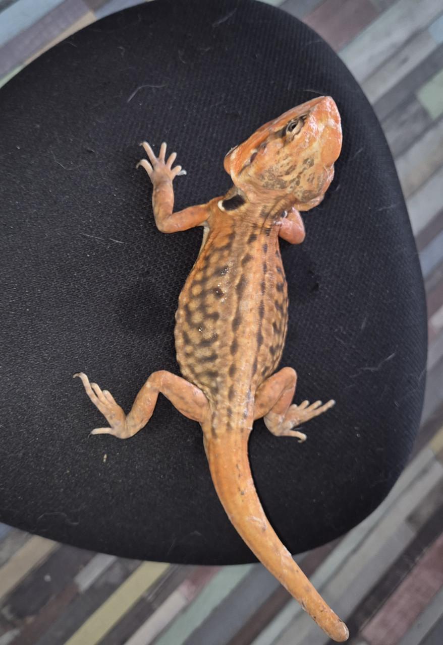 Goed tehuis gezocht voor Silkback baardagaam man