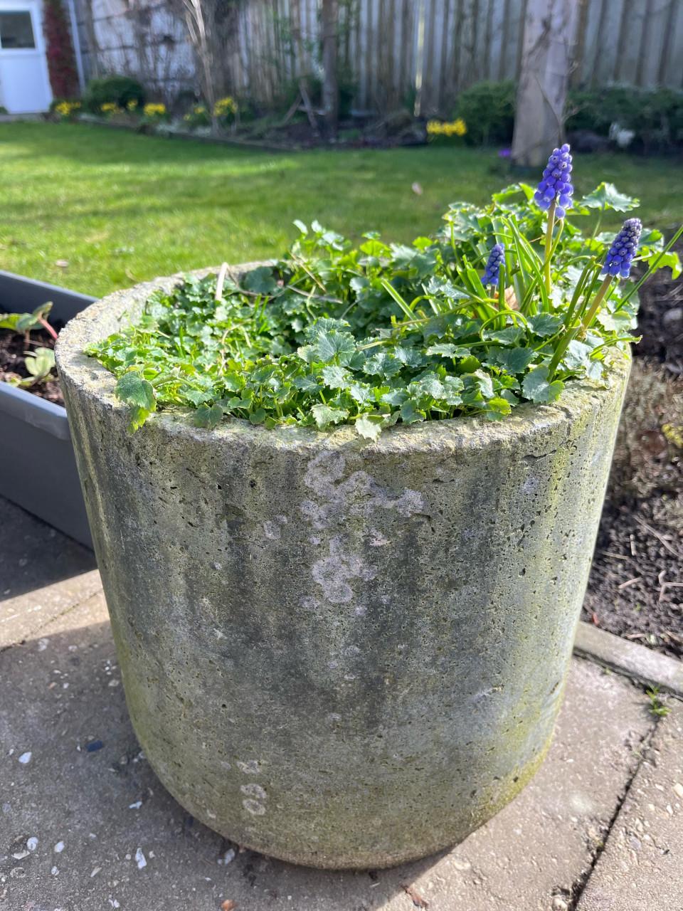 Bloempot met campanula