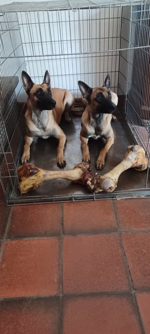 Mechelse herders