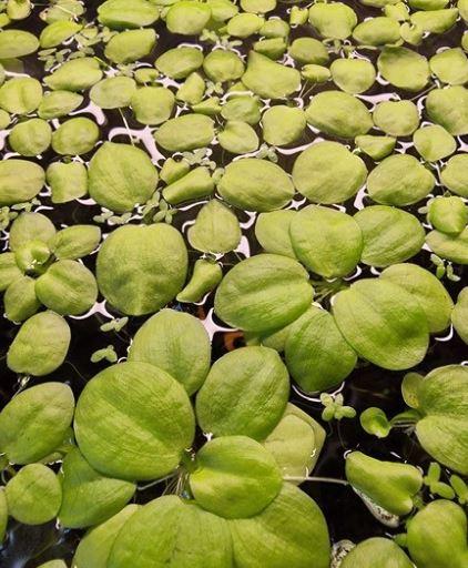 Amazone kikkerbeet (Limnobium laevigatum)