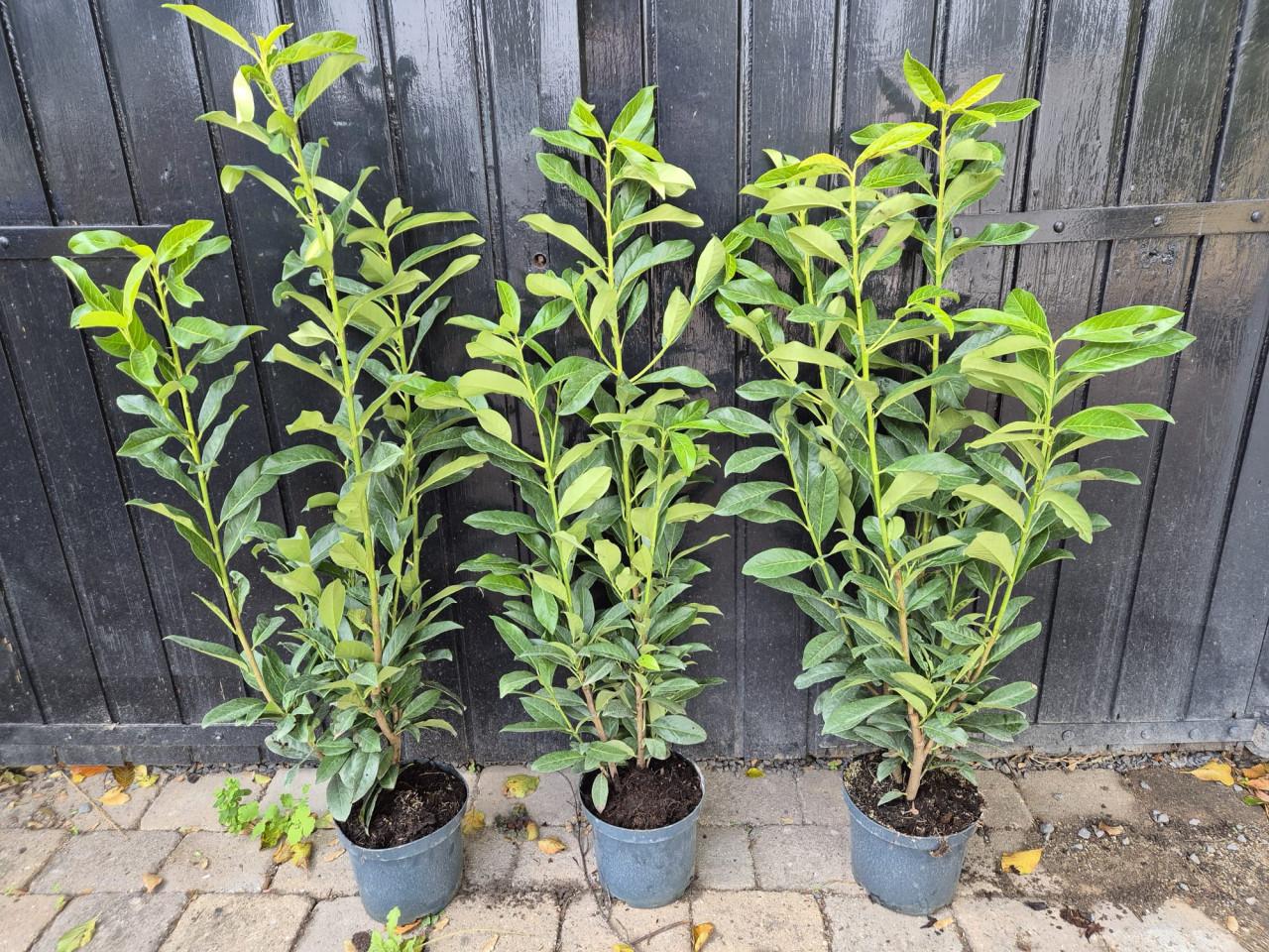 Prunus Genolia - smal opgaande laurierhaagplanten OPRUIMING