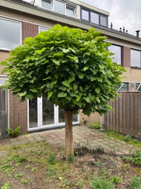 Bolboom voor de Tuin