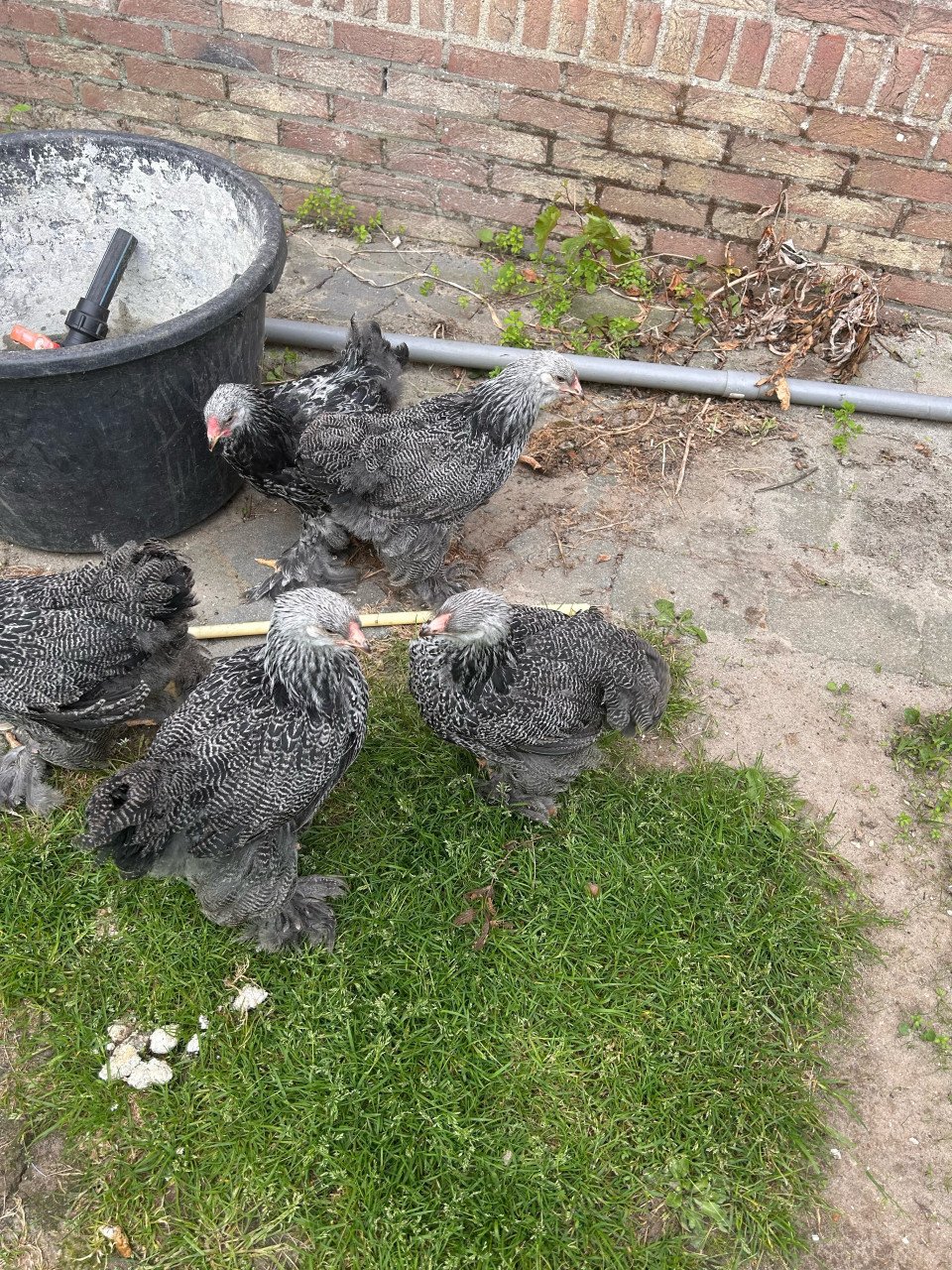 Brahma zilverpatrijs groothoenders hennen