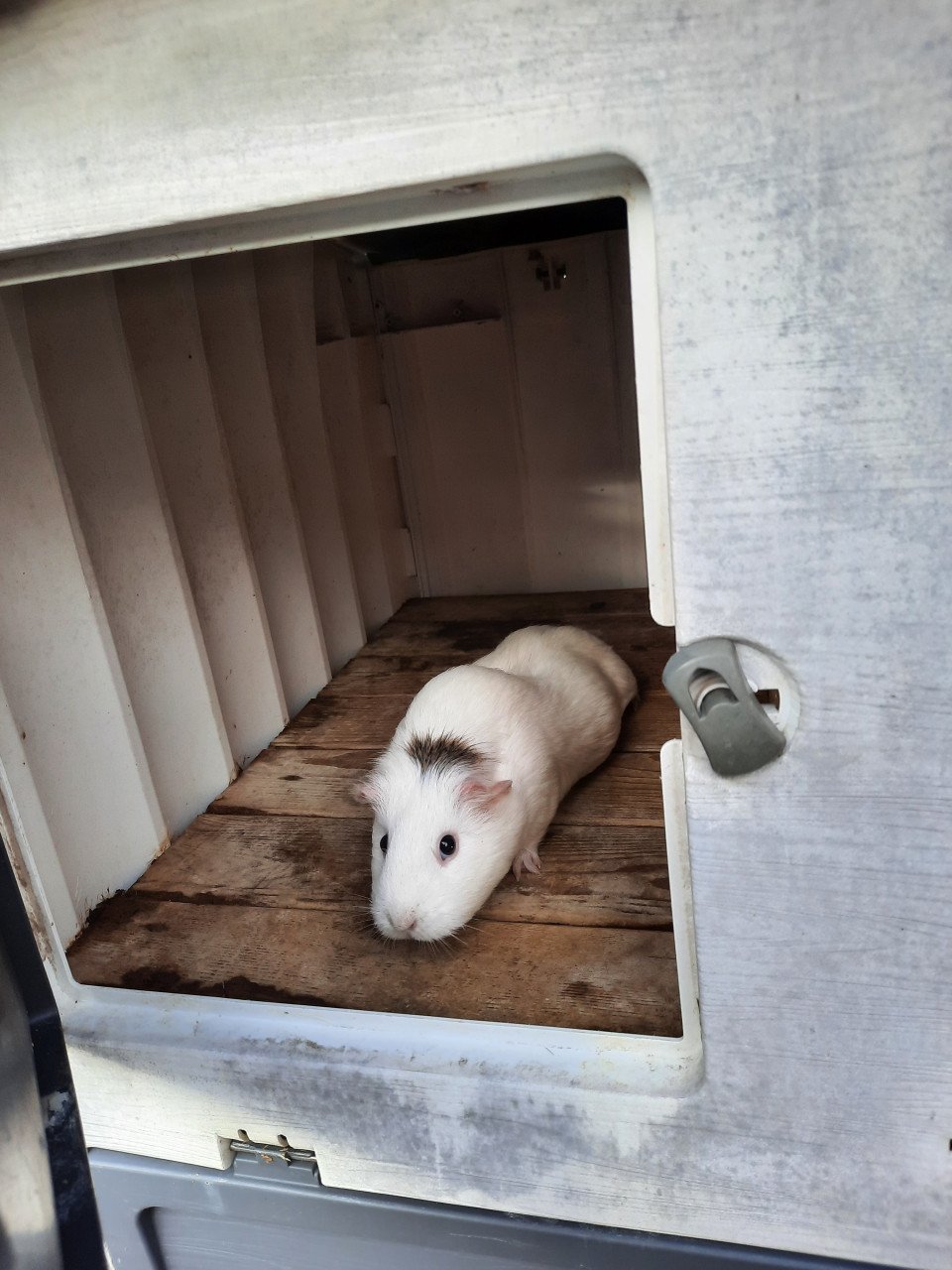 Konijnenhok kunststof cavia knaagdieren incl 2 cavia’s Ferplast Grand Lodge