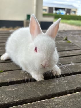 Lief konijntje
