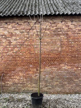 Kersenboom Regina (zelfbestuivend) hoogstam 12 cm