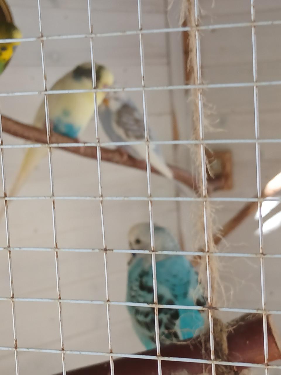Te koop parkieten met leuke volière.