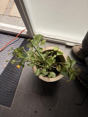 Dotterbloem plant vijver