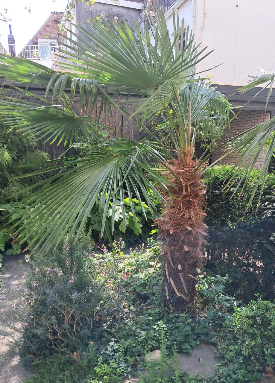 Waaierpalm