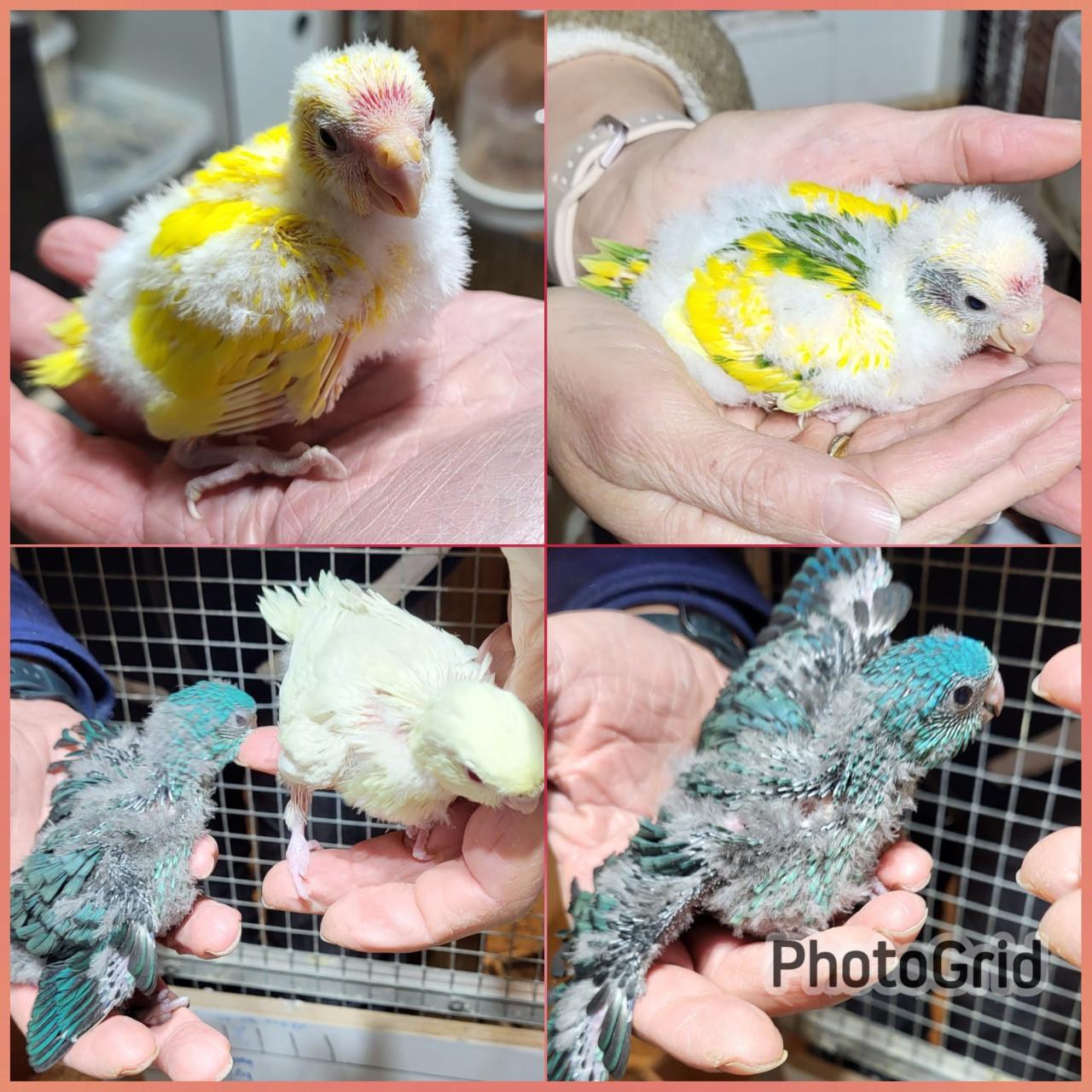 Jonge kakariki's en catarinaparkieten