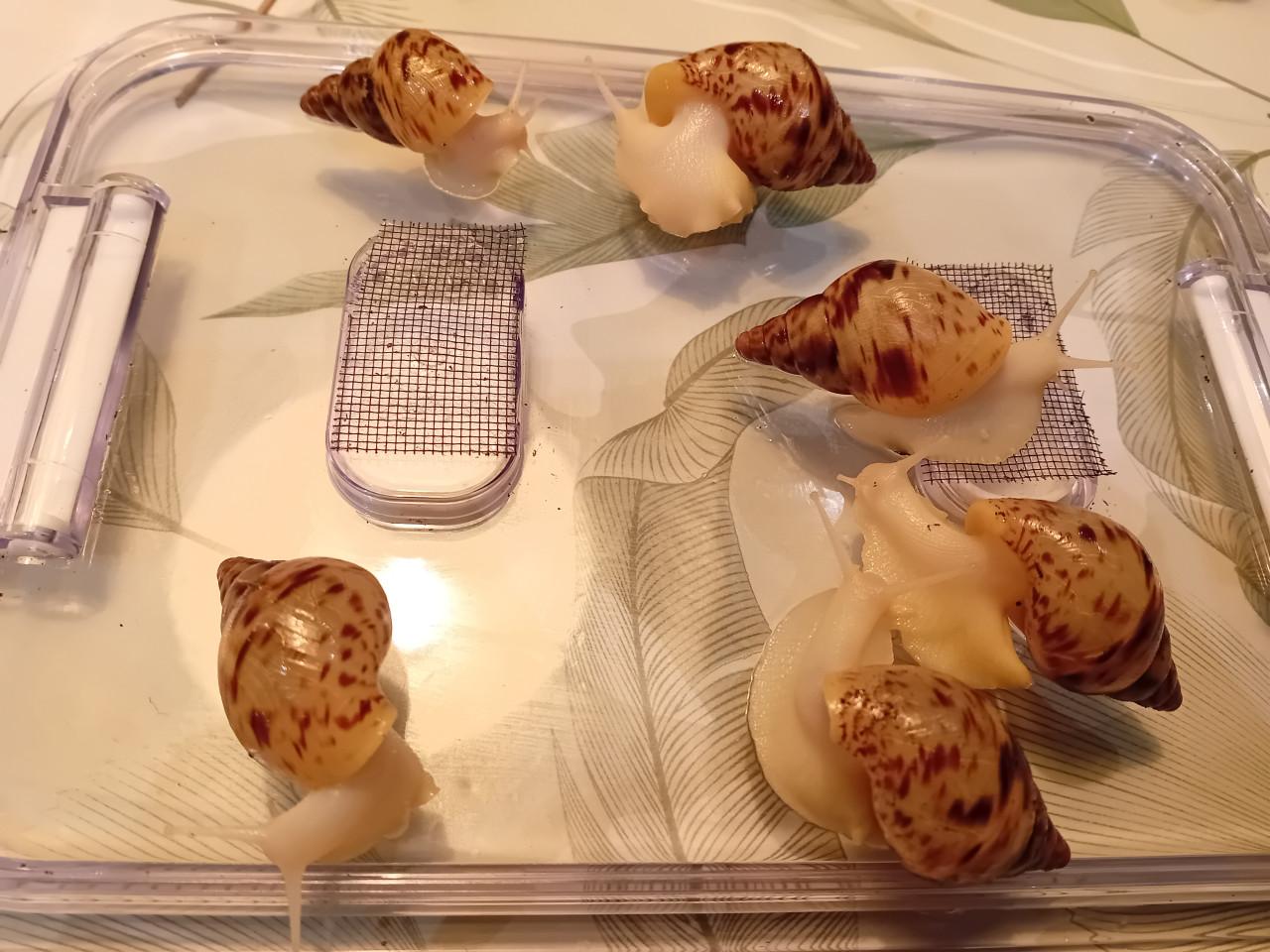 Afrikaanse reuzenslakken (Achatina Reticulata)