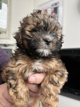 Shih-Poo reu pup te koop