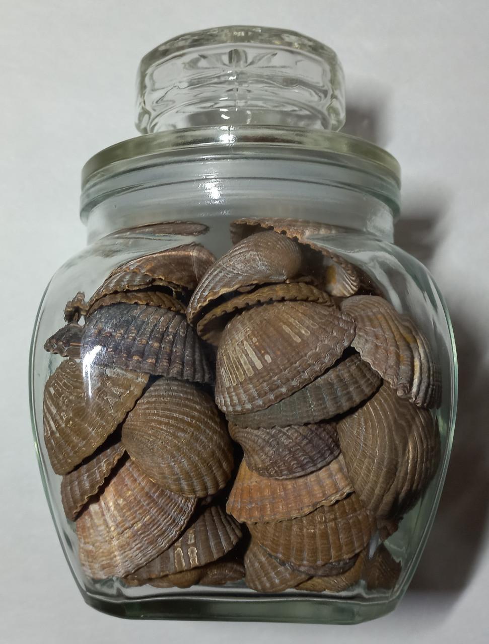 Zeeuwse schelpen in decoratieve glazen potten