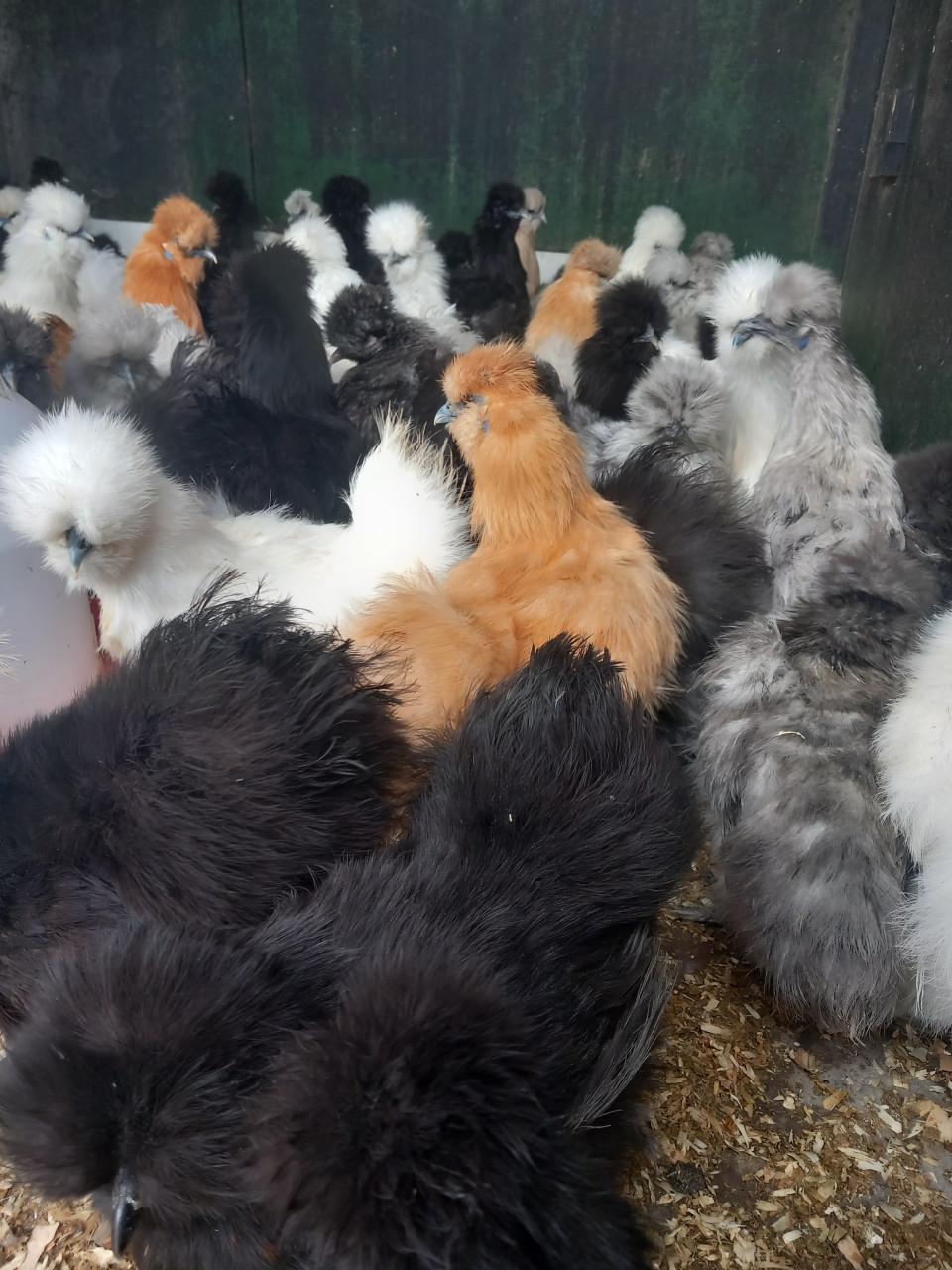 Grote keuze uit leghennen, sier- en krielkippen