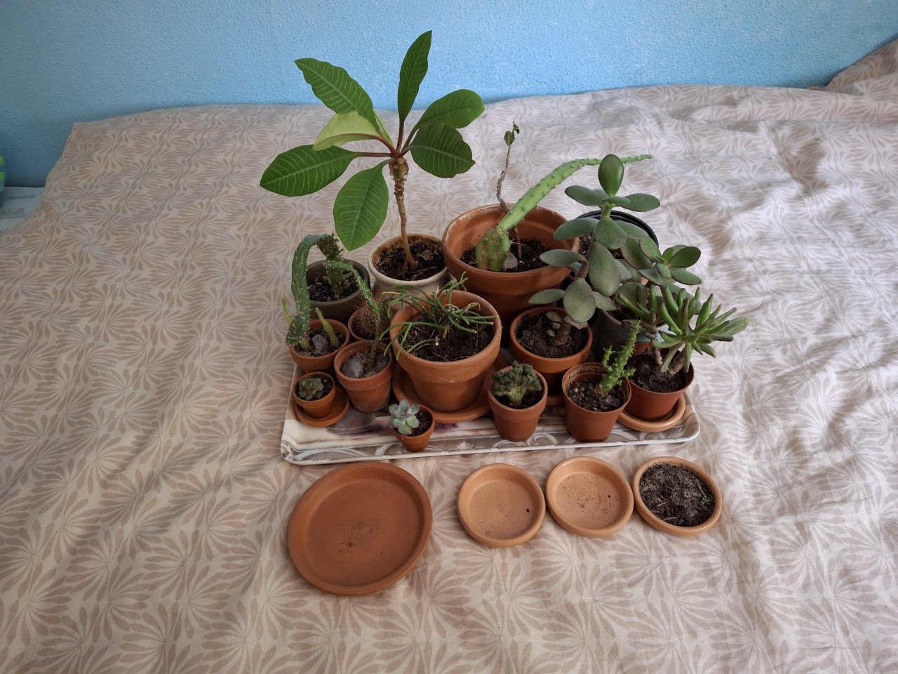 Allerlei plantjes
