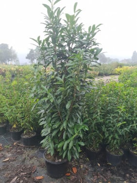 Prunus Genolia aanbieding 150-175 cm