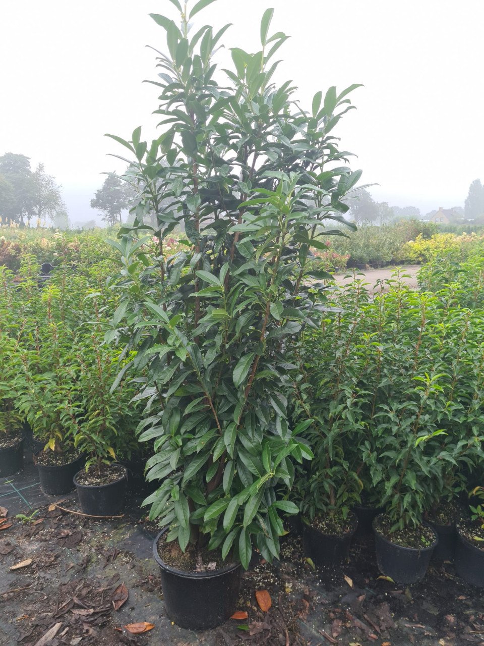 Prunus Genolia aanbieding 150-175 cm