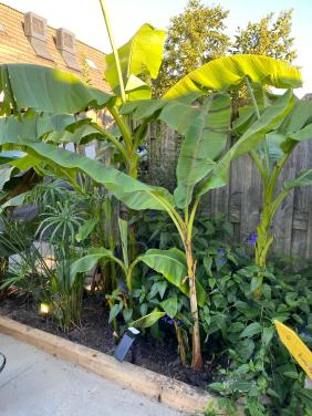 Gezocht: niet woekerende bamboe / tropische tuinplanten