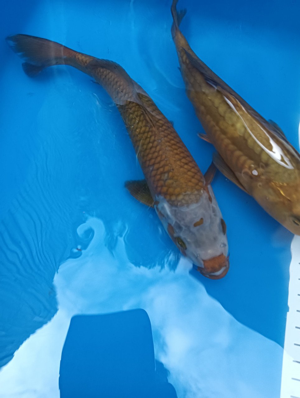 Japanse Koi
