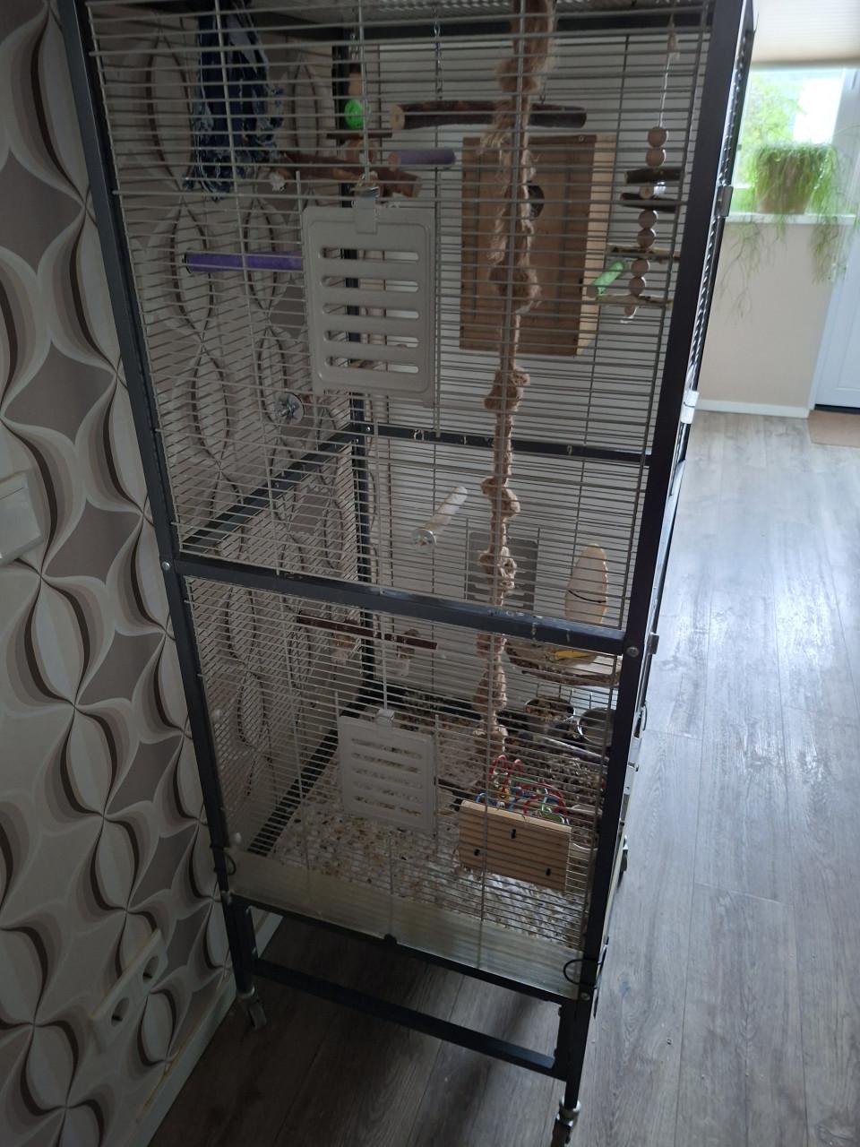 Muisparkieten  met kooi