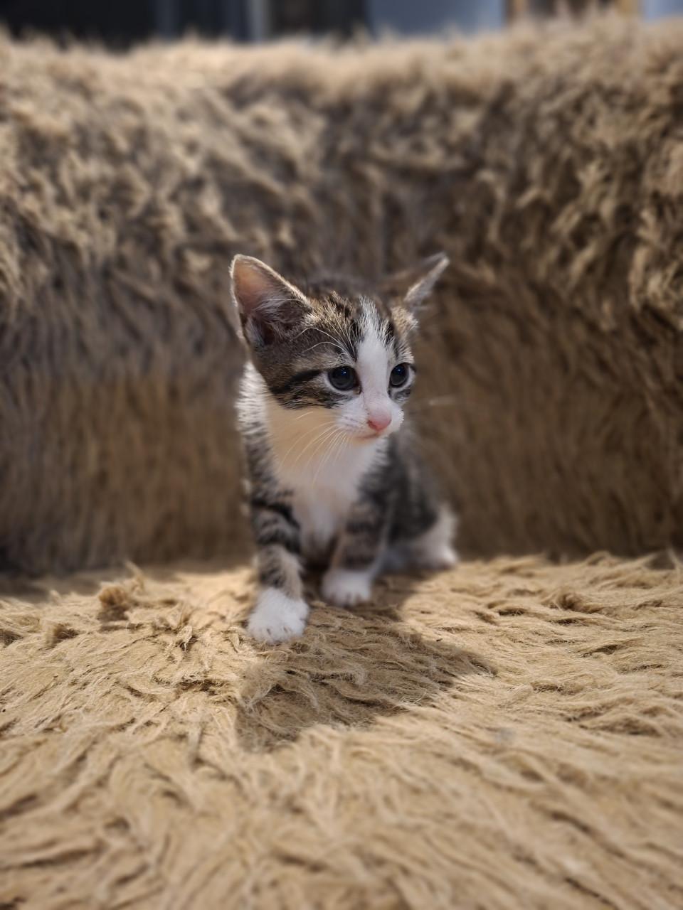Kittens