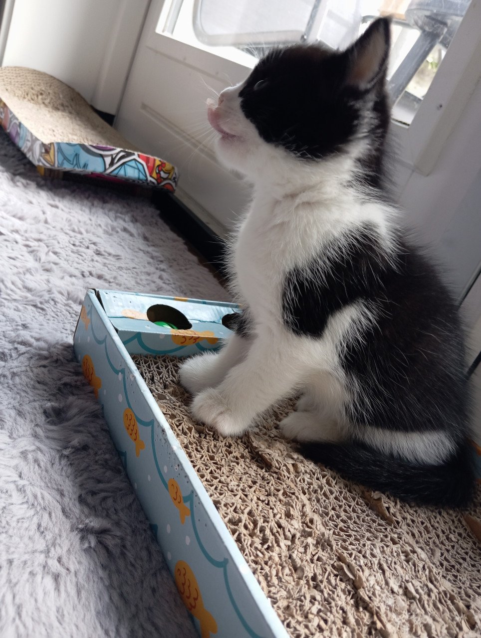Kitten mannetje