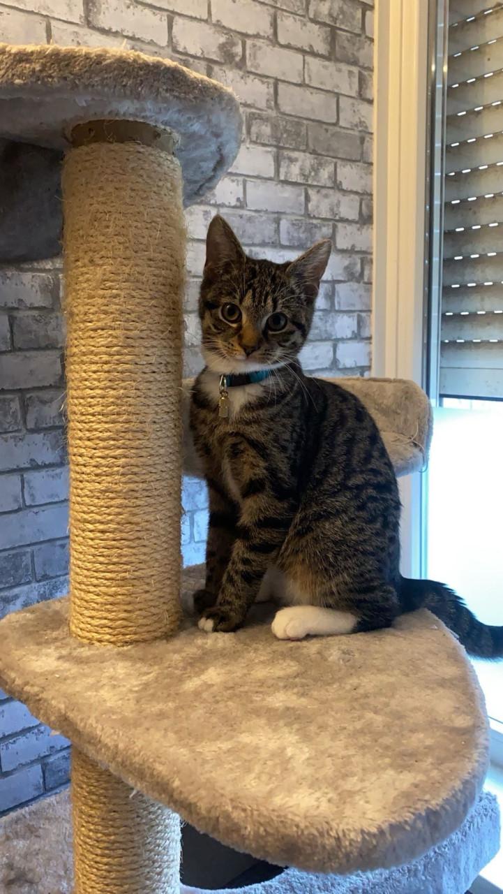 Bilou en Bailey zoeken een goud mandje