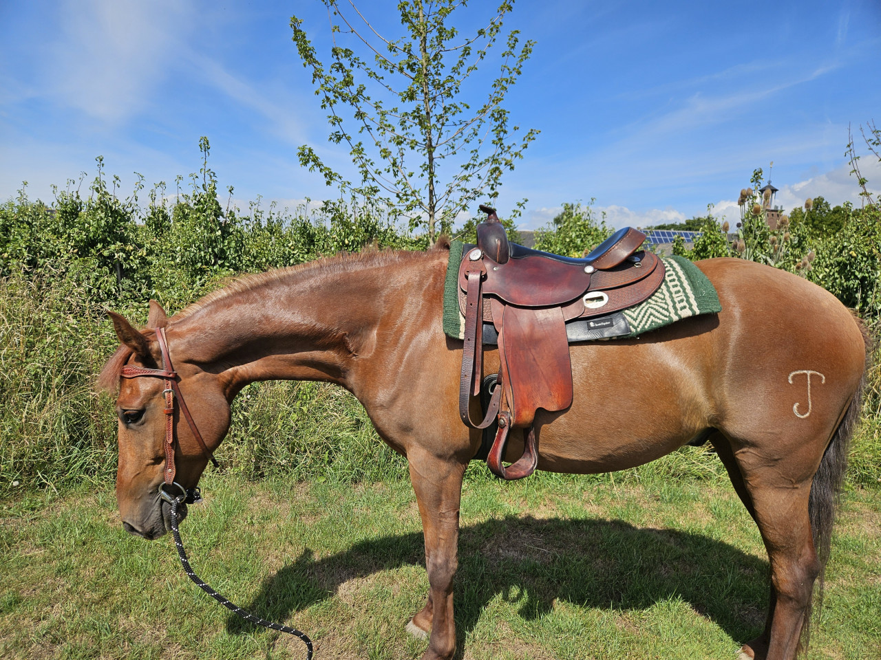 Westernzadel Western Imports