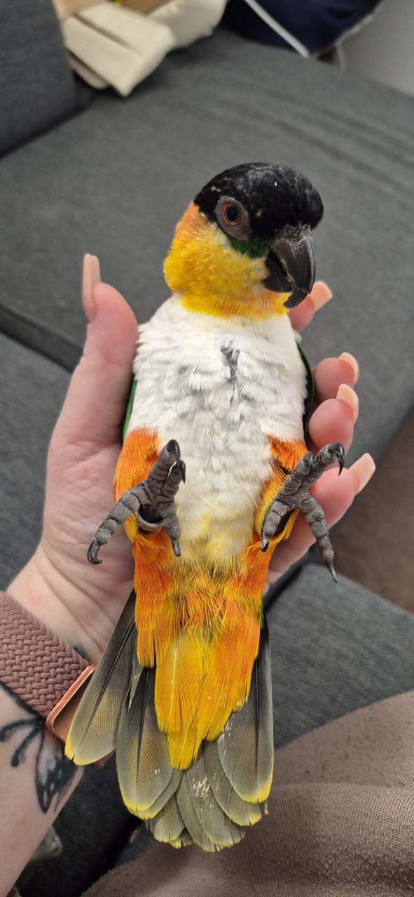 Zwartkop caique man 2021 met gendika en vaste voetring