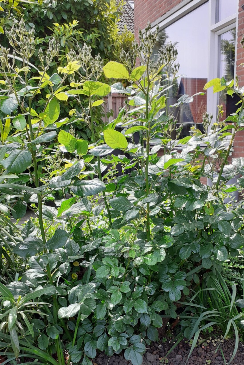 Rozenstruiken, aardbeiplantjes, bloembollen