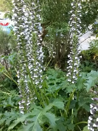 Acanthus Molles.