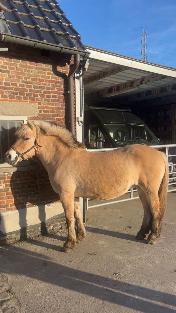 Pony aangeboden voor het ringrijden