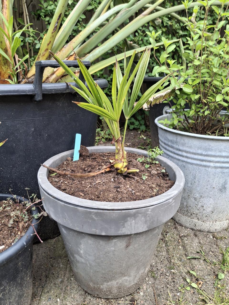 Chinese waaierpalm