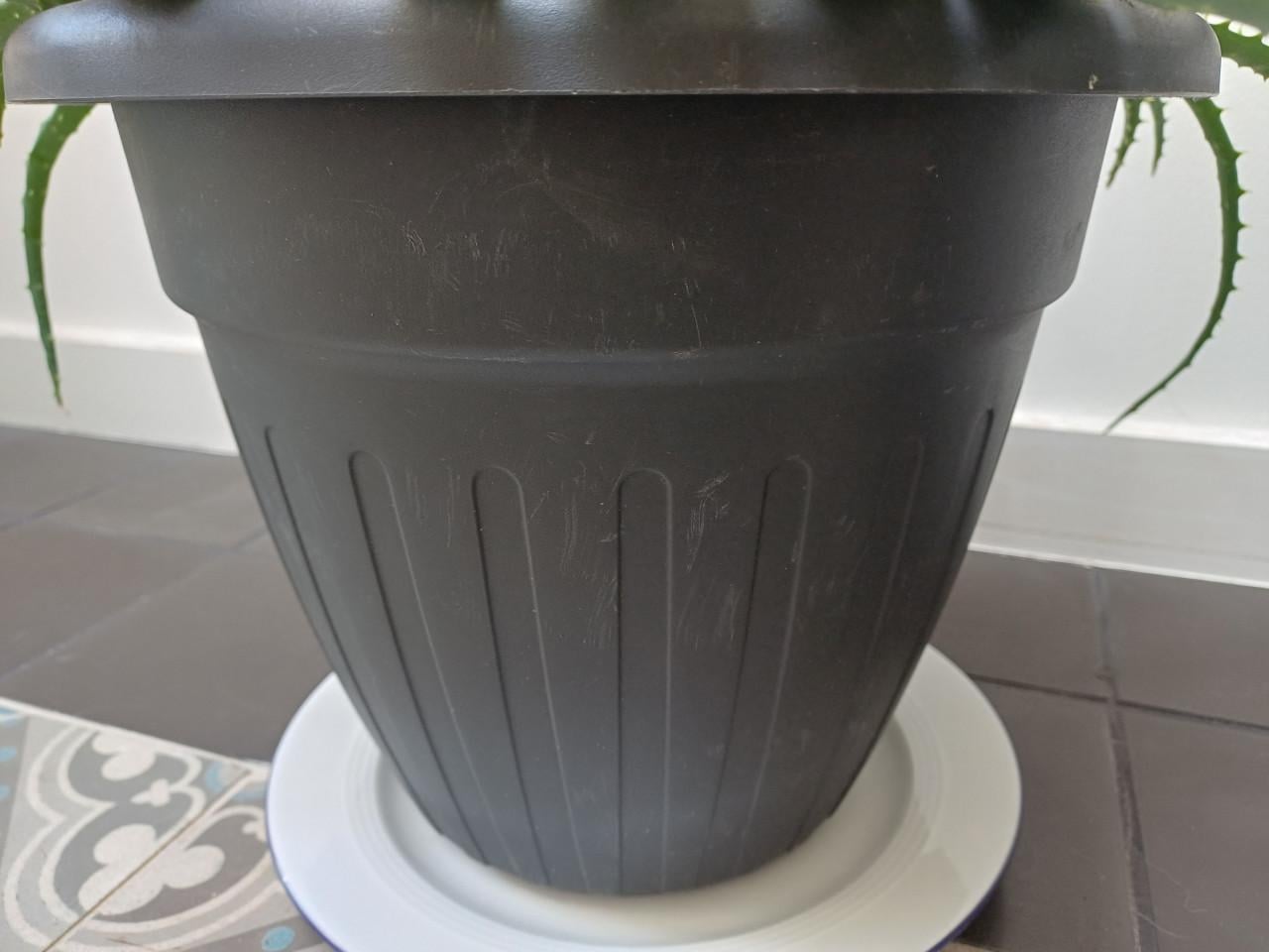 Supergrote ALOË ARBORESCENS: gezond en onlangs nog verpot!