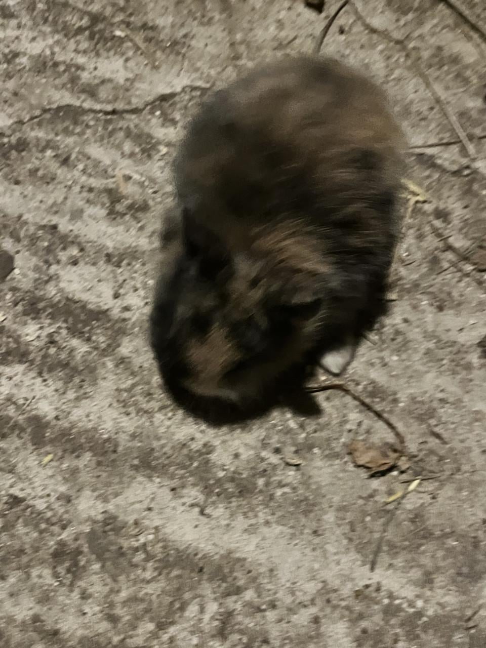 6 schattig baby konijntjes