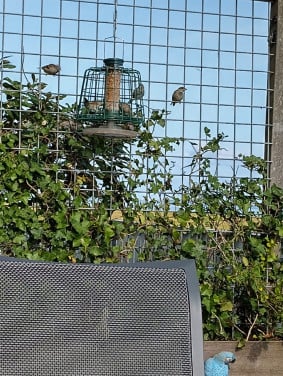 VOERKOOI VOOR VOGELS voor buiten met opvangbak en voer.