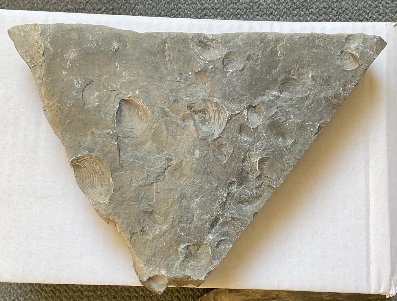 Fossiele steen met schelpen