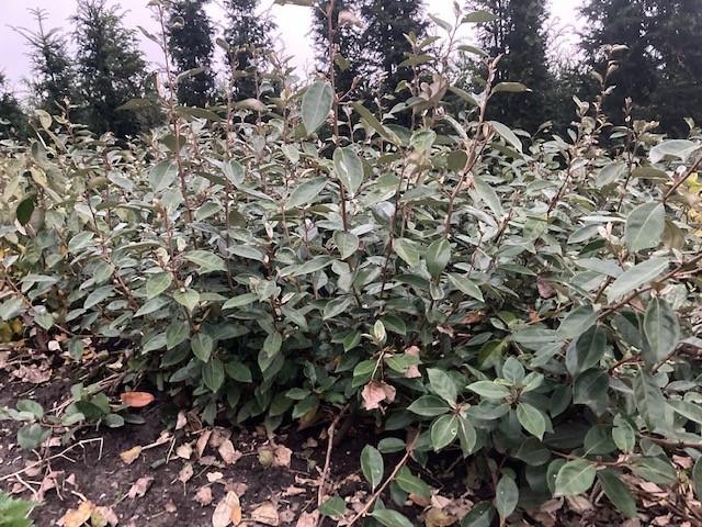 Olijfwilg (Eleagnus Ebbingei)