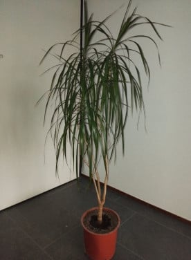 Kamerplant Dracaena