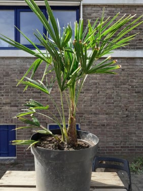 Palmboom