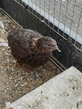 Japanse kwartelhen van 2025.