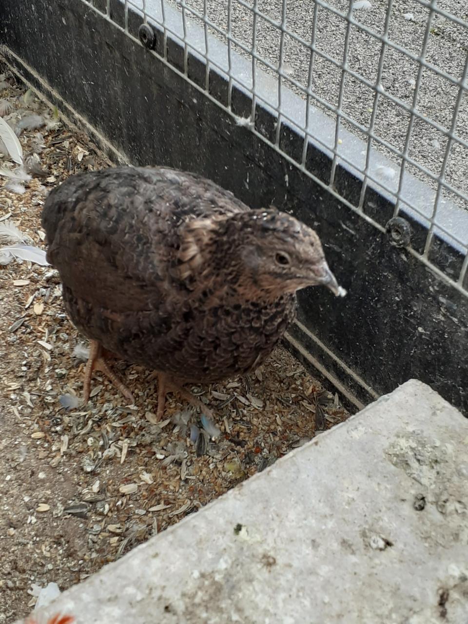 Japanse kwartelhen van 2025.