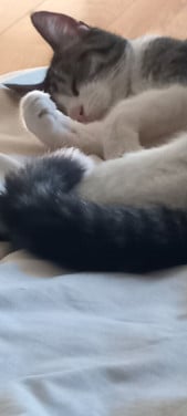 Katten