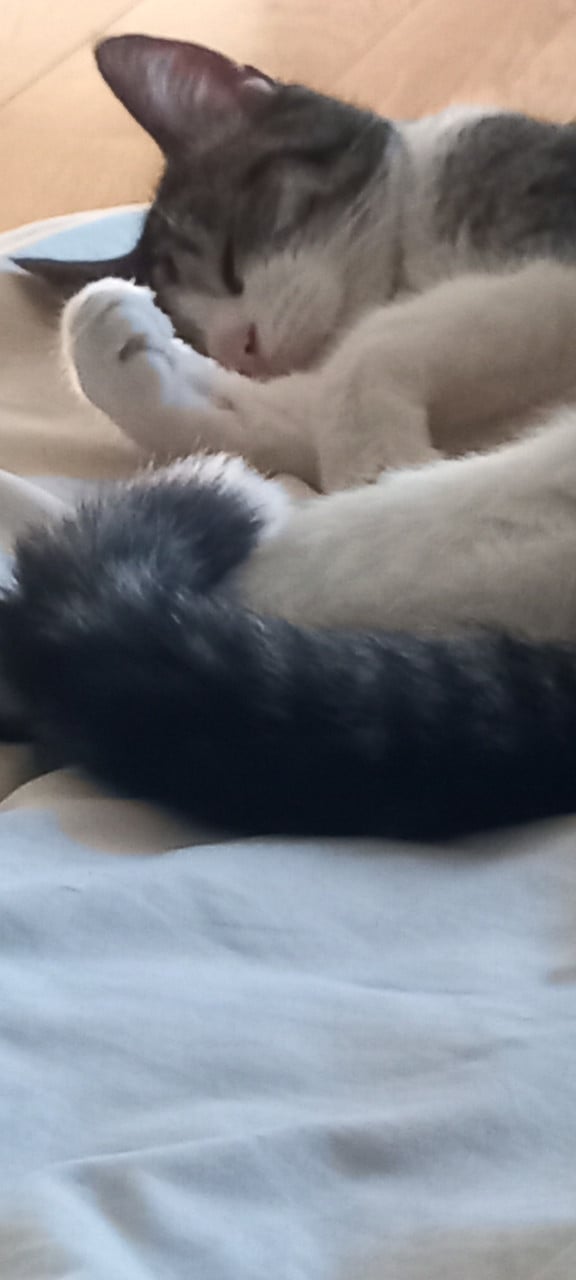 Katten