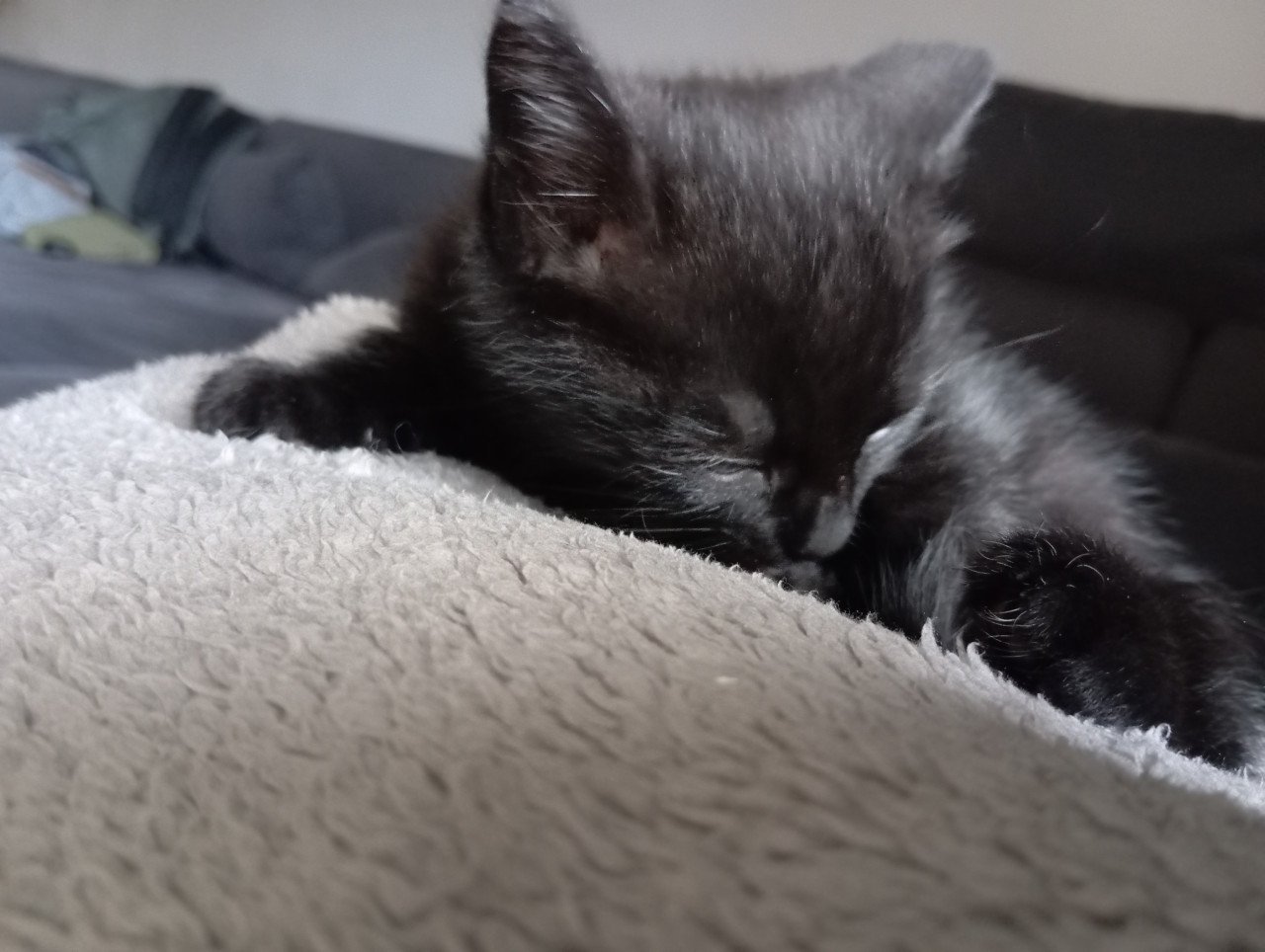 Kitten - mannetje